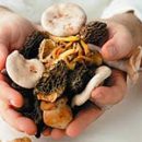 fungi as the cause of non-microbial food poisoning
