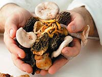 fungi as the cause of non-microbial food poisoning