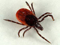 what we know about ticks