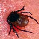 What should I do if bitten by a tick