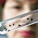 acariases human disease caused by mites