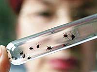 acariases human disease caused by mites