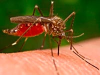 Az otthoni szúnyogok elleni küzdelem eszközei