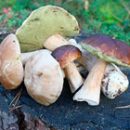 mushroom poisoning first signs and first aid