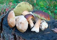 mushroom poisoning first signs and first aid