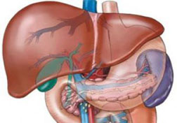 Cirridosi del fegato: sintomi, cause, fasi e trattamento