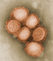 Swine Flu and Vaccination