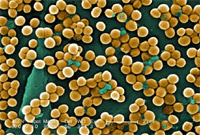 Staphylococcus. O que sabemos sobre Staphylococcus