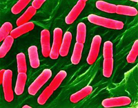 Symptoms and Treatment of listeriosis