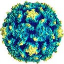 carefully enteroviruses