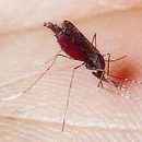 fight against malaria can and should be