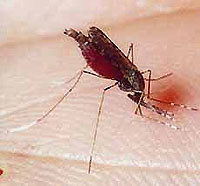 fight against malaria can and should be
