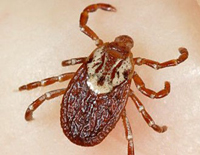 How to effectively protect yourself from tick bites?