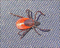 tick season is in full swing Protect yourself and your family