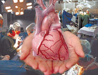 organs for transplantation