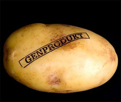 gennodified putatoes