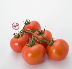 Tomatoes without GMOs
