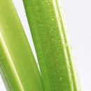 celery-diet