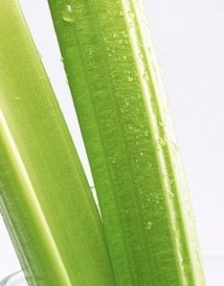celery-diet